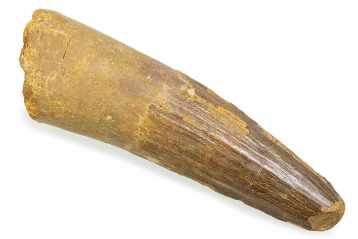 Fossil Spinosaurus Tooth - Real Fossil Tooth #372863